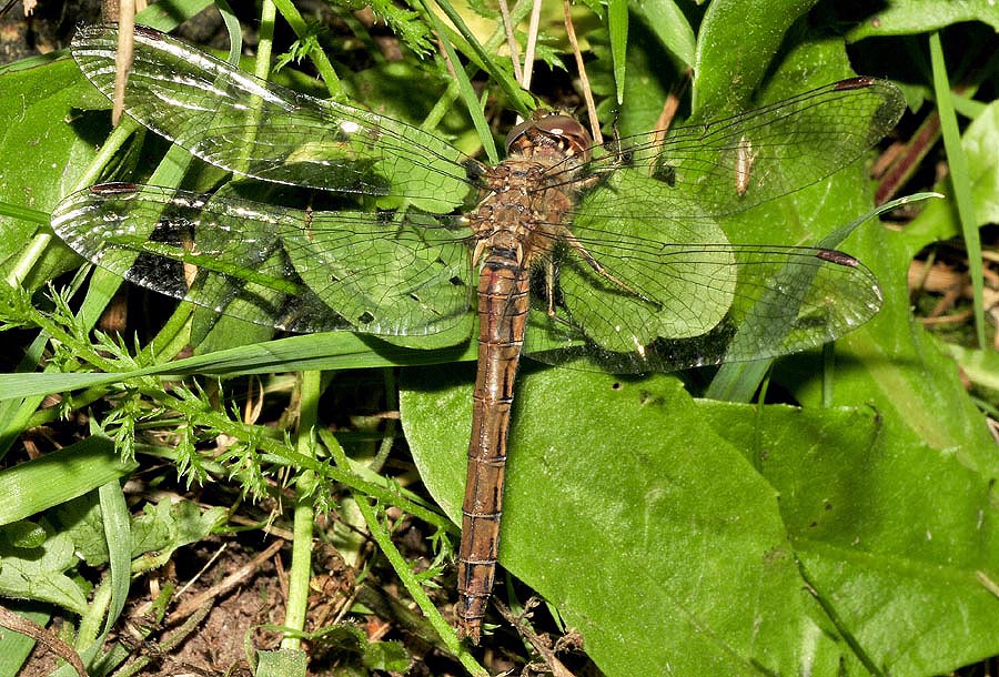 Da det.: probabile Sympetrum vulgatum